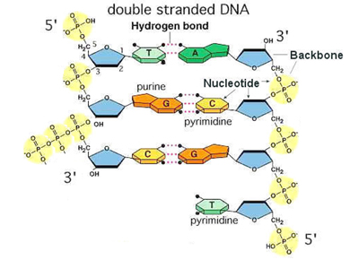 Kornberg polymerase