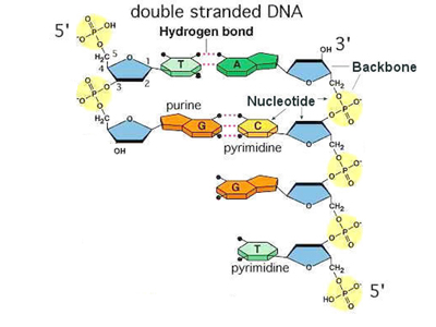 Kornberg polymerase