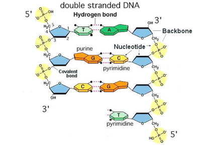 Kornberg polymerase