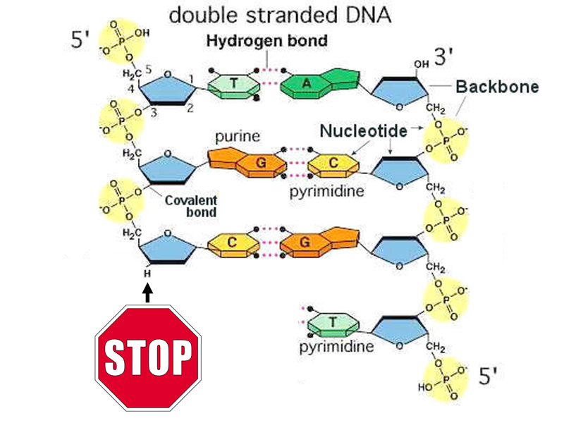 cloning