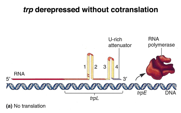 trp attenutation