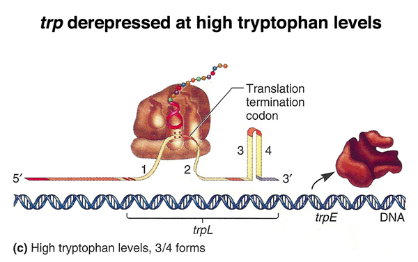 trp attenutation