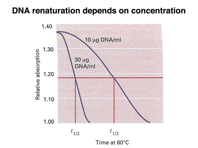 genome structure