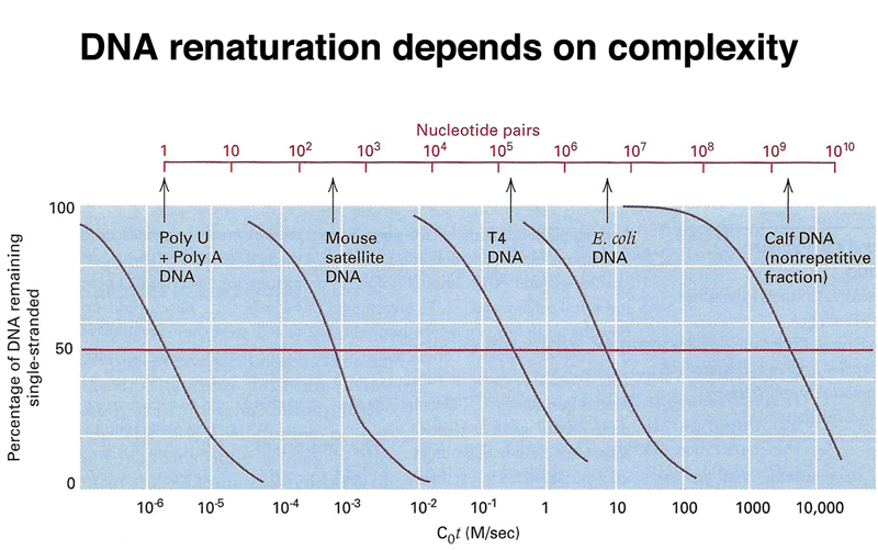 genome structure