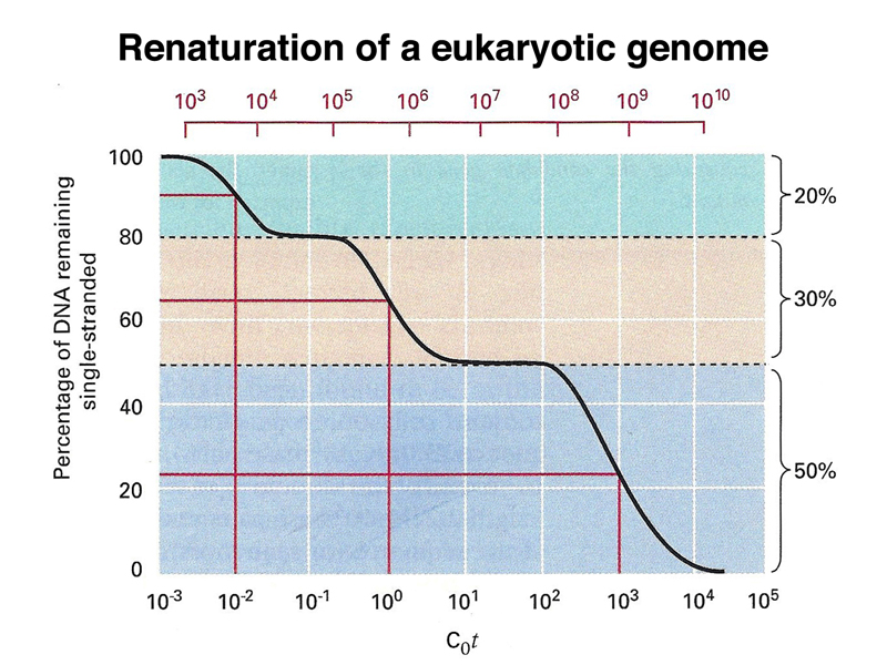 genome structure