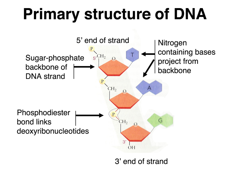 nucleotide