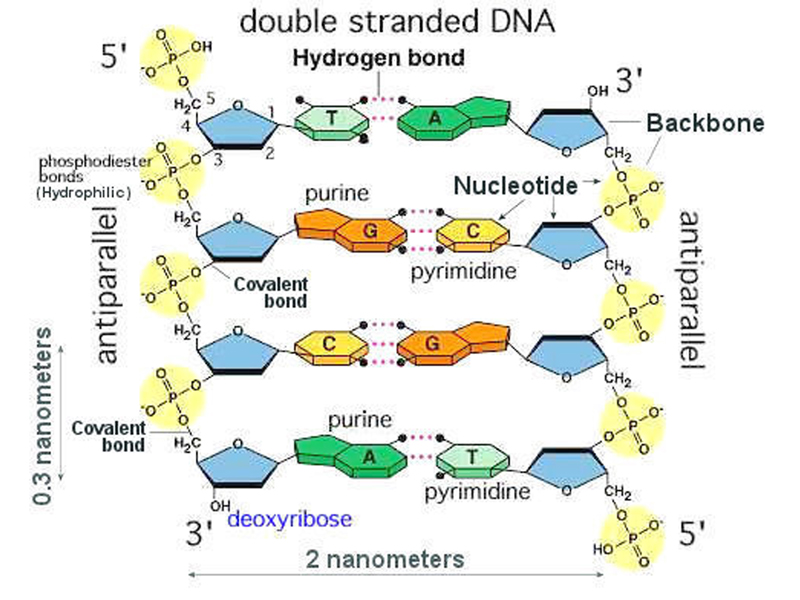 DNA model