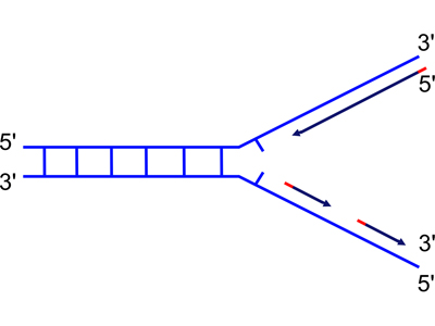 DNA replication