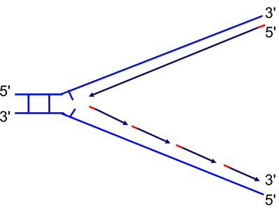 DNA replication