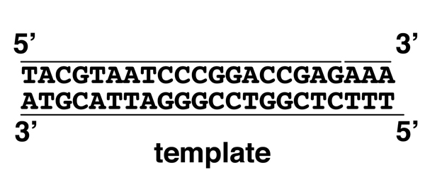 DNA replication