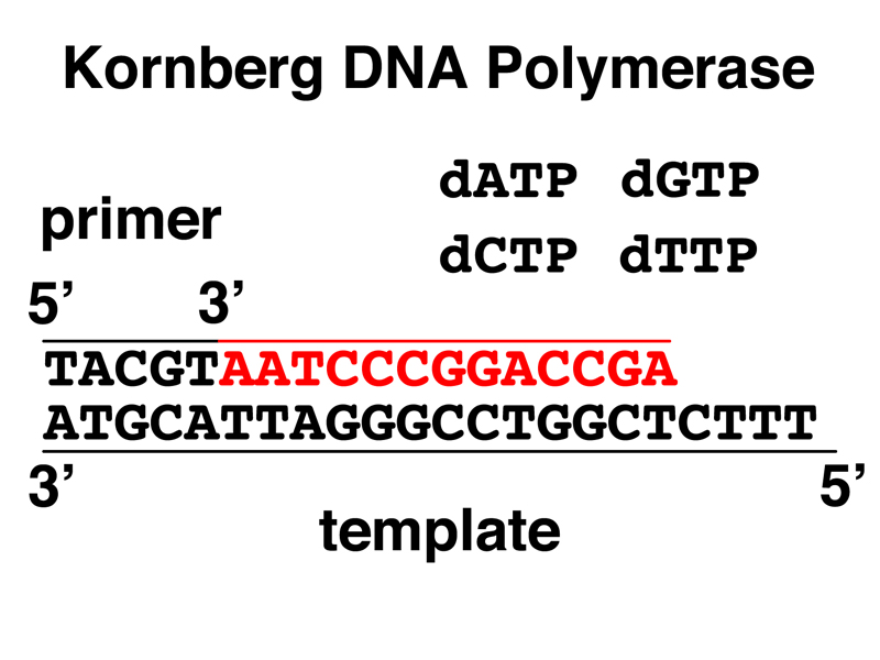 Kornberg polymerase
