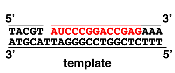 DNA replication