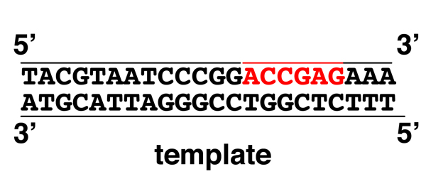 DNA replication