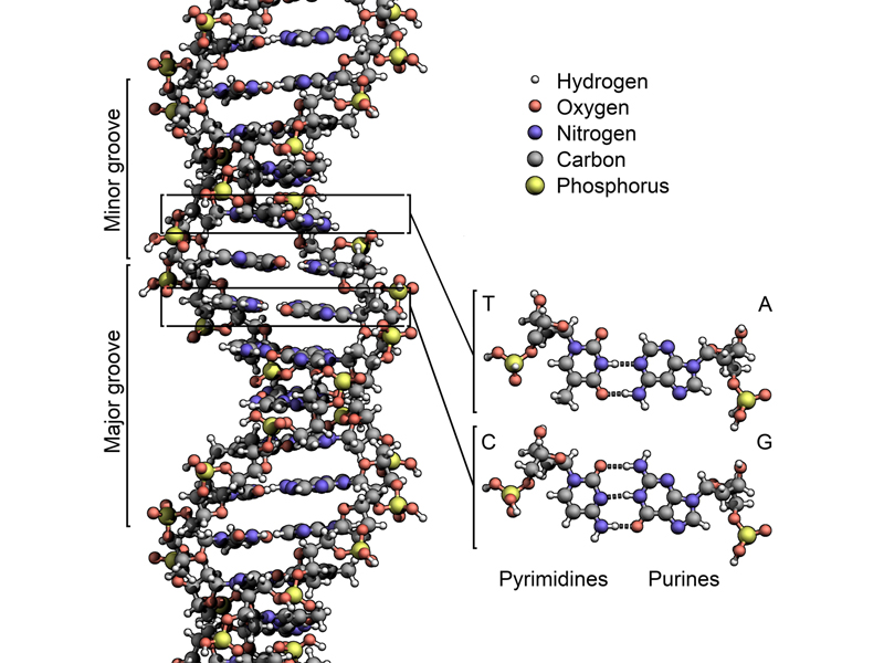 DNA model