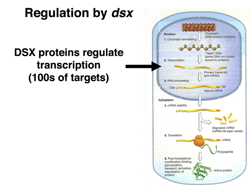 DSX