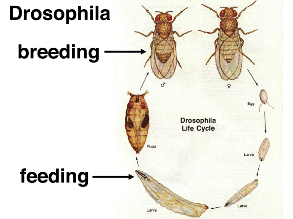 Drosophila life cycle