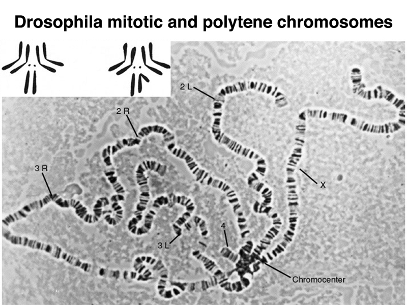 Drosophila polytene