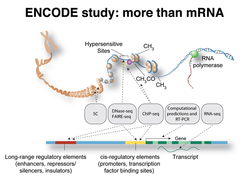 genomics