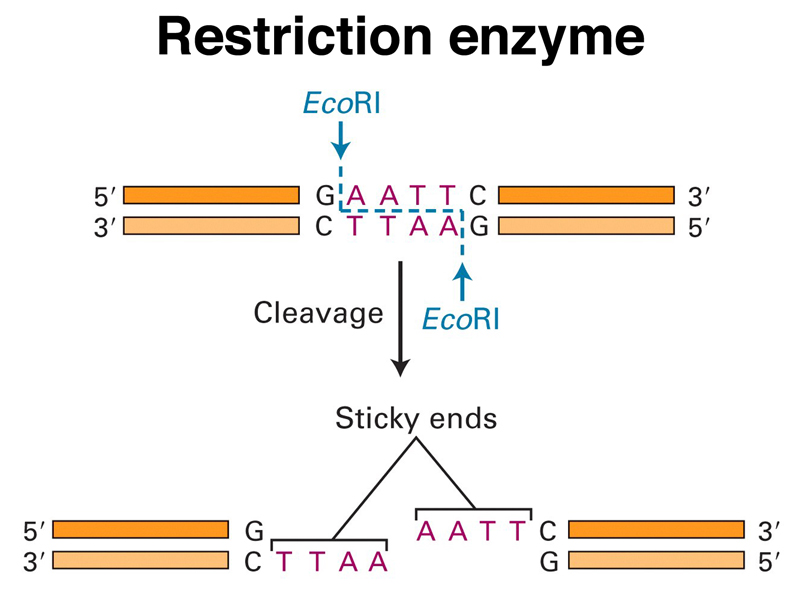 cloning