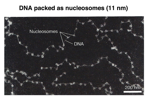 chromatin packing