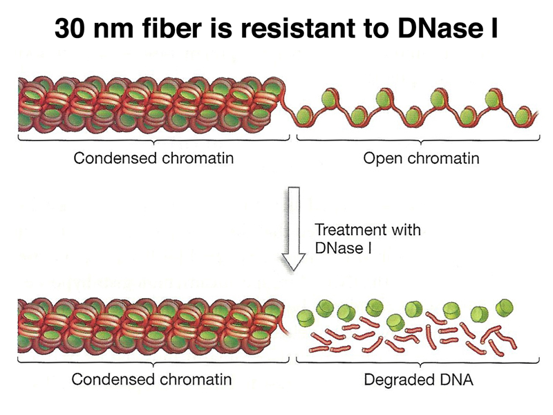 DNAse I