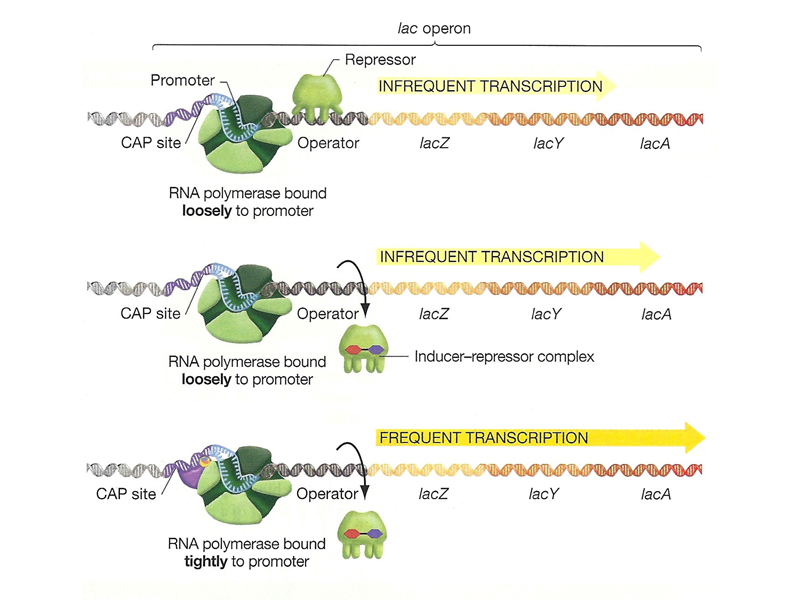 lac operon