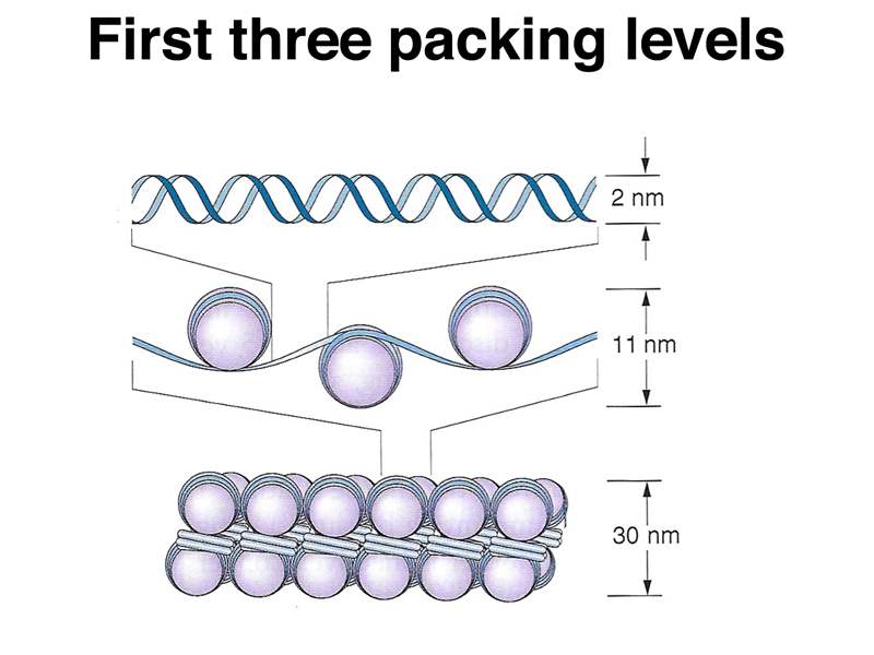 chromatin packing