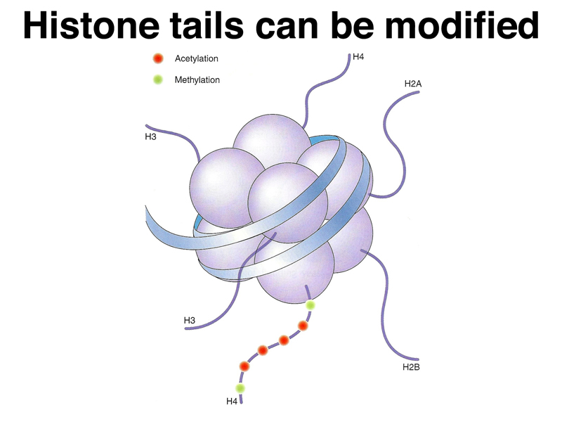 histone tails