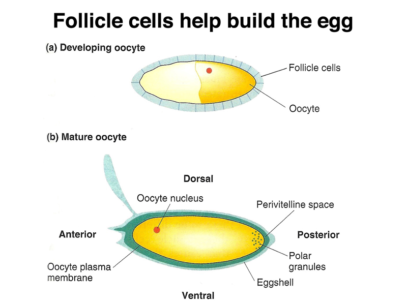 development