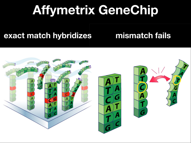 recombinant DNA