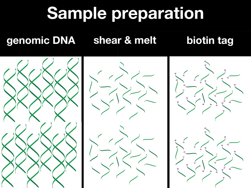 recombinant DNA