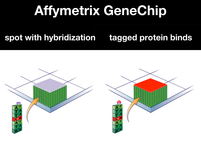 recombinant DNA