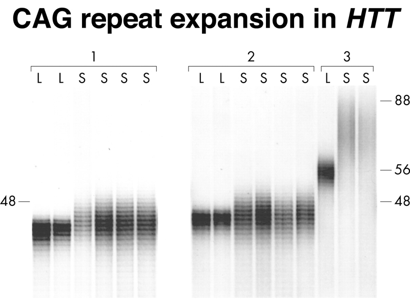 recombinant DNA