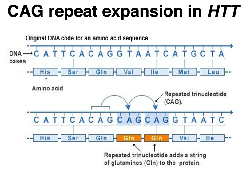 recombinant DNA