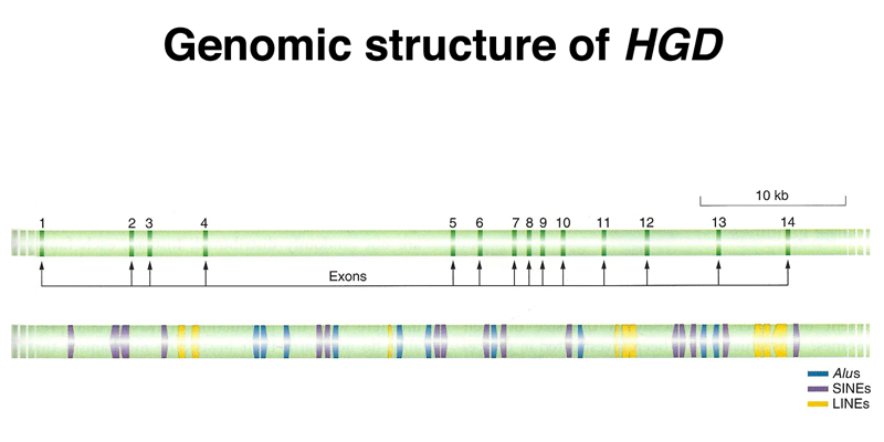 genome structure