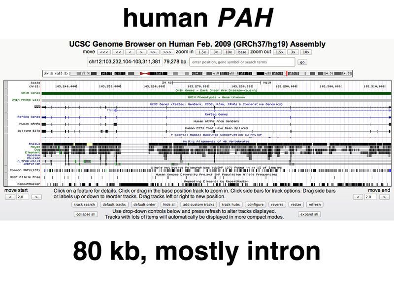 genome structure