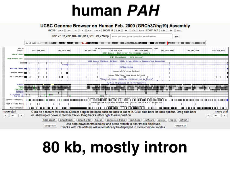 genome structure