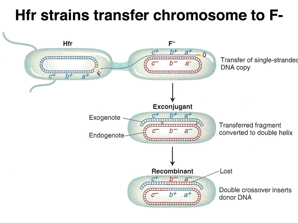 Hfr conjugation