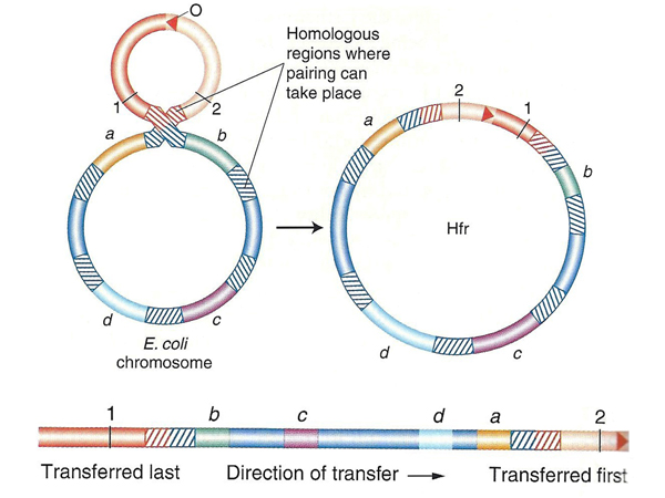 Hfr formation