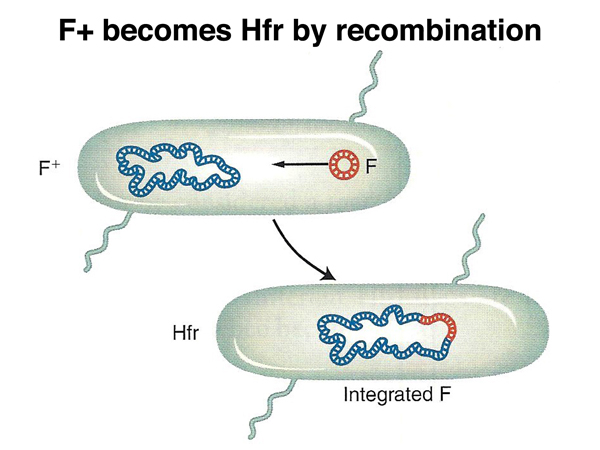 Hfr formation