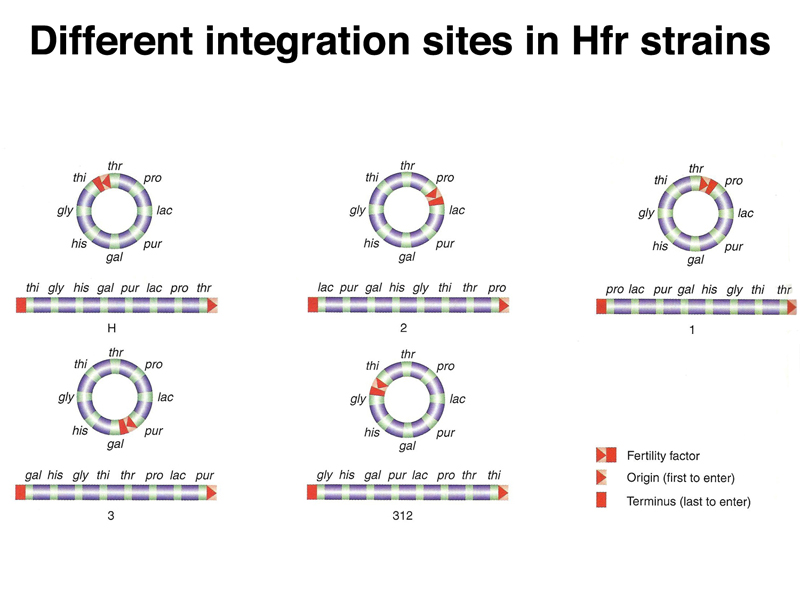 Hfr formation