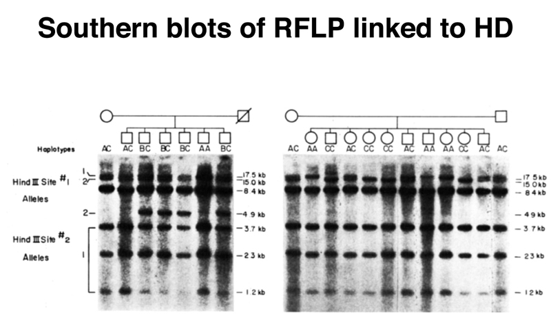 recombinant DNA