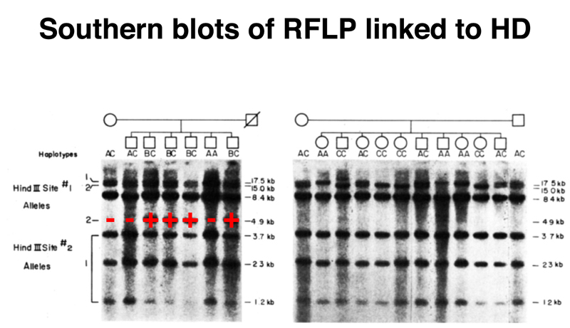 recombinant DNA