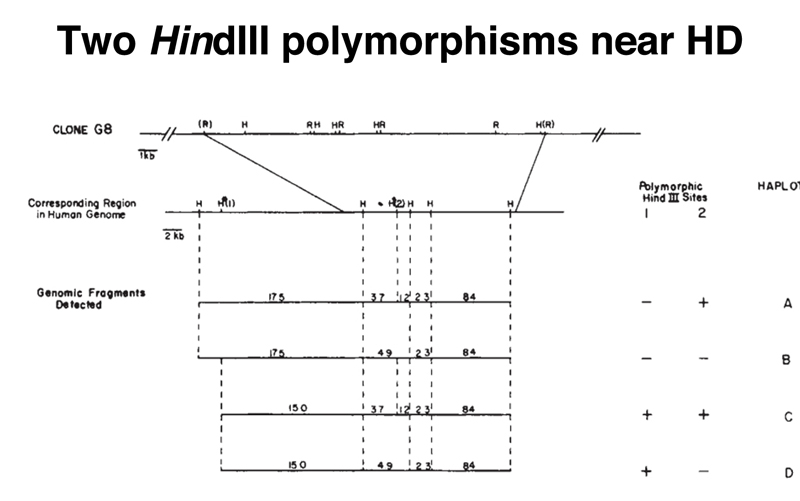 recombinant DNA