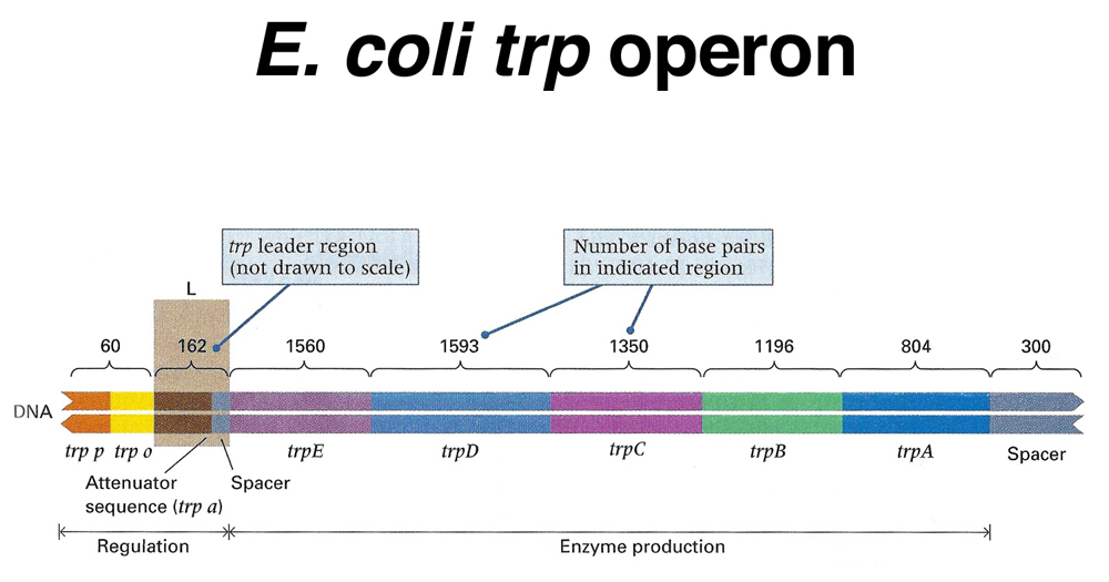 trp operon