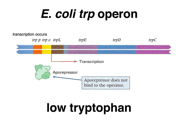 trp operon