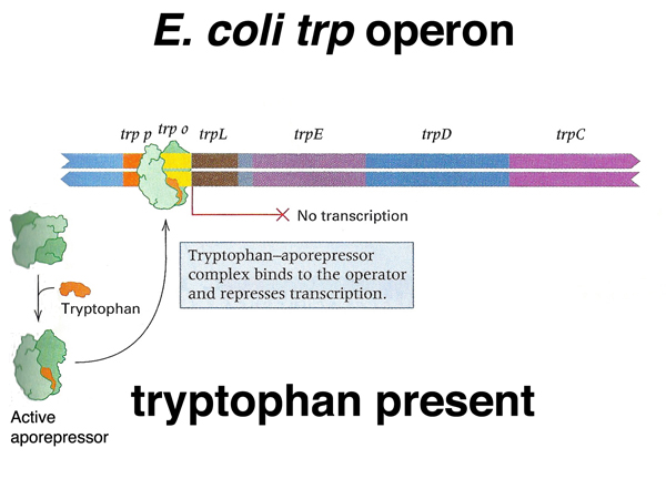 trp operon