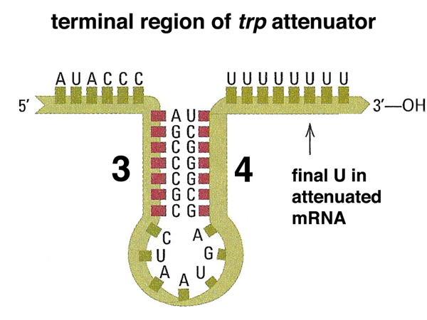 trp attenutation