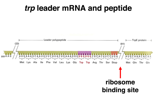 trp attenutation