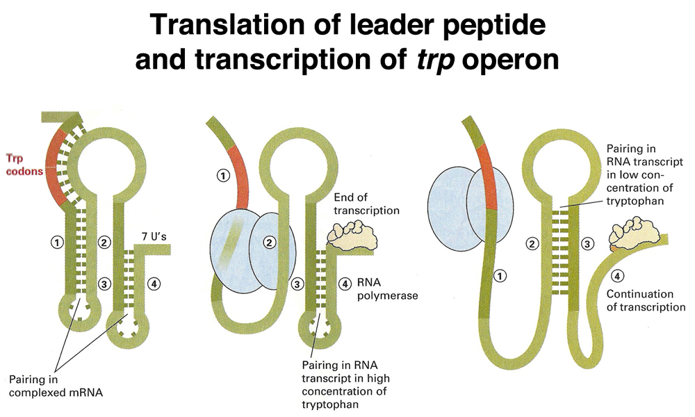 trp attenutation